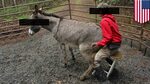 Making sex with donkey xxx